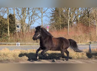 Caballos islandeses, Caballo castrado, 17 años, 140 cm, Morcillo