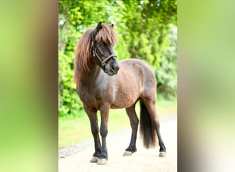 Caballos islandeses, Caballo castrado, 17 años, 140 cm, Negro