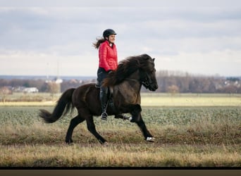 Caballos islandeses, Caballo castrado, 17 años, 140 cm, Negro