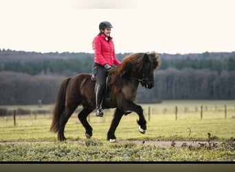 Caballos islandeses, Caballo castrado, 17 años, 140 cm, Negro