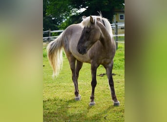 Caballos islandeses, Caballo castrado, 17 años, 140 cm, Tordo rodado