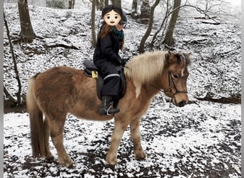 Caballos islandeses, Caballo castrado, 17 años, 145 cm, Pío