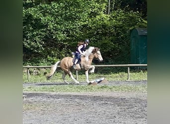 Caballos islandeses, Caballo castrado, 17 años, 145 cm, Pío