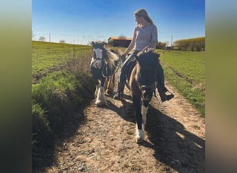 Caballos islandeses Mestizo, Caballo castrado, 18 años, 127 cm, Pío