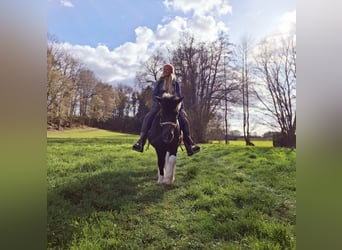 Caballos islandeses Mestizo, Caballo castrado, 18 años, 127 cm, Pío