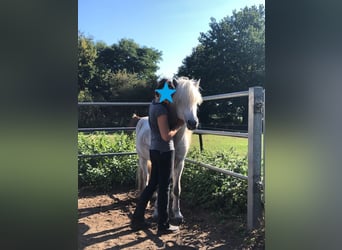 Caballos islandeses, Caballo castrado, 18 años, 133 cm, Tordo