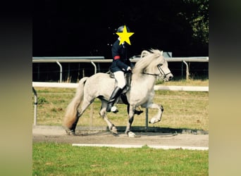 Caballos islandeses, Caballo castrado, 18 años, 133 cm, Tordo