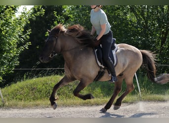 Caballos islandeses, Caballo castrado, 18 años, 139 cm, Bayo