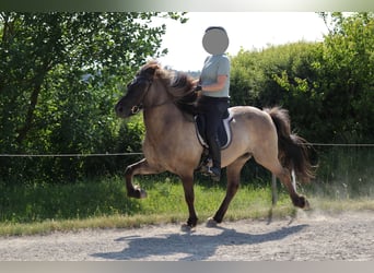 Caballos islandeses, Caballo castrado, 18 años, 139 cm, Bayo