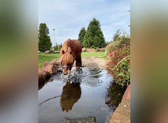 Caballos islandeses, Caballo castrado, 18 años, 140 cm, Alazán
