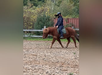 Caballos islandeses, Caballo castrado, 18 años, 140 cm, Alazán