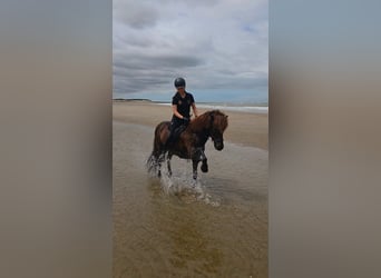 Caballos islandeses, Caballo castrado, 18 años, 140 cm