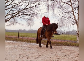 Caballos islandeses, Caballo castrado, 18 años, Castaño