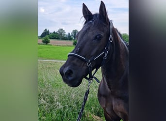 Caballos islandeses Mestizo, Caballo castrado, 19 años, 137 cm, Negro