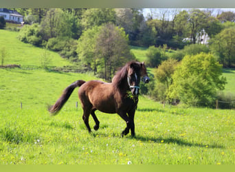 Caballos islandeses, Caballo castrado, 19 años, 139 cm, Morcillo