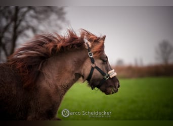 Caballos islandeses, Caballo castrado, 1 año, Bayo