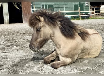 Caballos islandeses, Caballo castrado, 1 año, Bayo