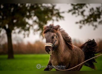 Caballos islandeses, Caballo castrado, 1 año, Bayo