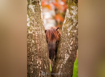 Caballos islandeses, Caballo castrado, 1 año, Bayo