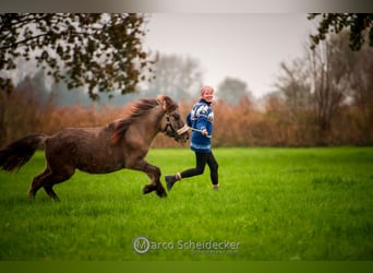 Caballos islandeses, Caballo castrado, 1 año, Bayo