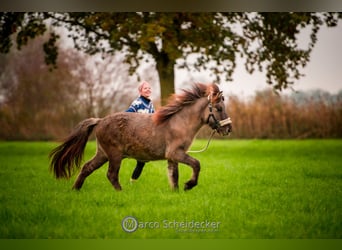 Caballos islandeses, Caballo castrado, 1 año, Bayo