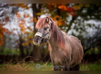 Caballos islandeses, Caballo castrado, 1 año, Bayo