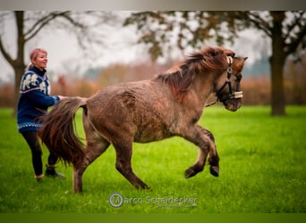 Caballos islandeses, Caballo castrado, 1 año, Bayo