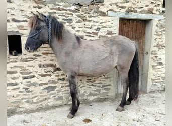 Caballos islandeses, Caballo castrado, 1 año, Grullo