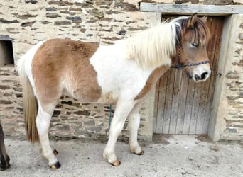 Caballos islandeses, Caballo castrado, 1 año, Grullo