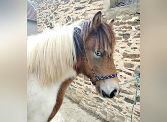 Caballos islandeses, Caballo castrado, 1 año, Grullo