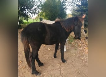 Caballos islandeses, Caballo castrado, 1 año, Grullo