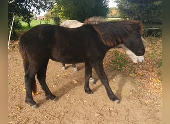 Caballos islandeses, Caballo castrado, 1 año, Grullo