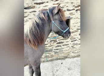 Caballos islandeses, Caballo castrado, 1 año, Grullo