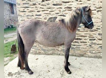Caballos islandeses, Caballo castrado, 1 año, Grullo