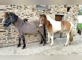 Caballos islandeses, Caballo castrado, 1 año, Grullo