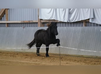Caballos islandeses, Caballo castrado, 1 año, Negro