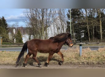 Caballos islandeses, Caballo castrado, 21 años, 136 cm, Castaño rojizo