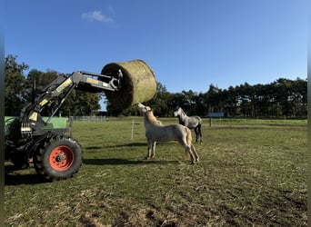 Caballos islandeses Mestizo, Caballo castrado, 23 años, 130 cm, Cremello