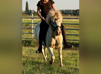 Caballos islandeses Mestizo, Caballo castrado, 23 años, 130 cm, Cremello