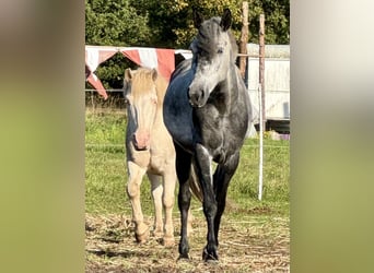 Caballos islandeses Mestizo, Caballo castrado, 23 años, 130 cm, Cremello