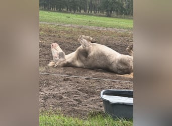 Caballos islandeses Mestizo, Caballo castrado, 23 años, 130 cm, Cremello