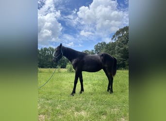 Caballos islandeses, Caballo castrado, 2 años, 135 cm, Castaño oscuro