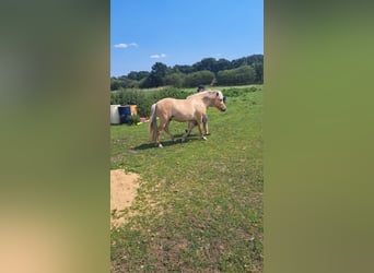 Caballos islandeses Mestizo, Caballo castrado, 2 años, 138 cm, Bayo