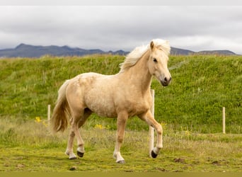 Caballos islandeses, Caballo castrado, 2 años, 138 cm, Palomino