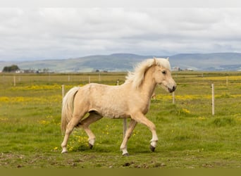 Caballos islandeses, Caballo castrado, 2 años, 138 cm, Palomino