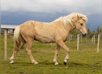 Caballos islandeses, Caballo castrado, 2 años, 138 cm, Palomino