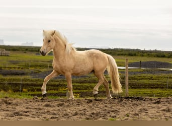 Caballos islandeses, Caballo castrado, 2 años, 138 cm, Palomino