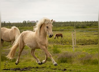 Caballos islandeses, Caballo castrado, 2 años, 138 cm, Palomino