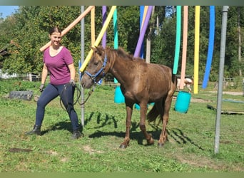 Caballos islandeses, Caballo castrado, 2 años, 140 cm, Alazán-tostado