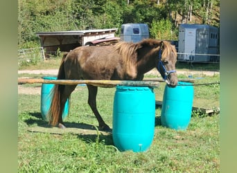 Caballos islandeses, Caballo castrado, 2 años, 140 cm, Alazán-tostado